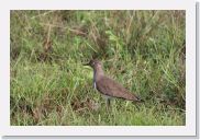 08AkageraAllDayGameDrive - 122 * Senegal Lapwing.